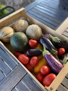 ATELIER-POTAGER_AGROECOLOGIQUE_BIOLOGIQUE-EN-IMMERSION-EN-ECOLIEU-DANS-LE-VAUCLUSE-AU-GREEN-LAB-DE-GREEN-ET-LOCAL